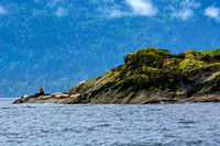 Sea Lions - Orcas Island