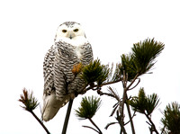 Watching from the Pine - Snowy Owl