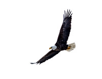 In Flight - Bald Eagle