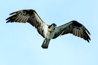 Fly-by - Osprey
