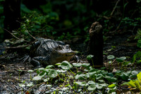 Lurking in the Shadows - Alligator - Loxahatchee River