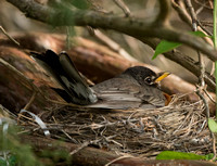 Cedar Nest - American Robin
