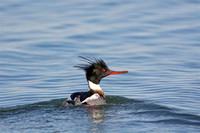 Red-breasted Merganser (M) - Southampton, NY