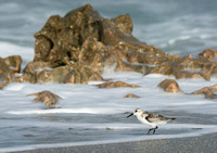Little Bird, Big Rock - Sanderling - Blowing Rocks Preserve
