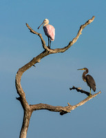 Birds of a Feather - Roseate Spoonbill and Tri-colored Heron