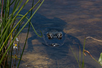 I see you - Juvenile Alligator - Pine Glades Natural Area