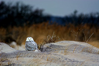 Fire Island - Snowy Owl