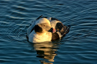 Longtailed Duck (M) - Blue Point, NY