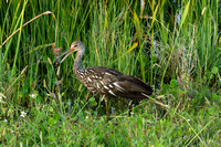 The Limpkin and the Snail - Viera Wetlands