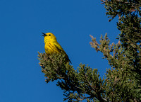 Yellow Warbler (M) - West Meadow