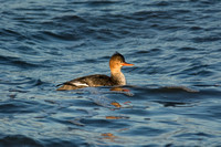 Red-breasted Merganser (F) - Southampton, NY