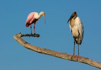 Buddies - Roseate Spoonbill and Wood Stork
