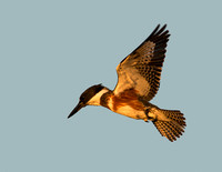 Frozen in Flight - Belted Kingfisher (F)