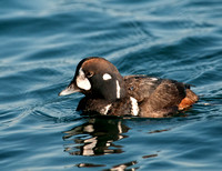 Harlequin Duck (M) - Shinnecock Inlet, HB, NY