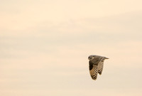 Evening Flight - Short-eared Owl