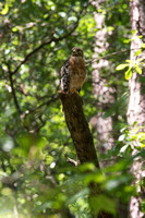 Red-shouldered Hawk in the woods - Charleston, SC