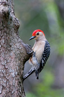 Hangin' On - Red-bellied Woodpecker