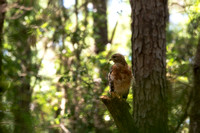 In the woods - Red-shouldered Hawk - Charleston, SC