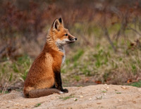 Waiting Patient - Red Fox Kit