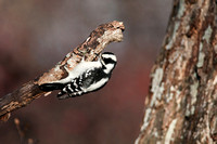 Arcobat - Downy Woodpecker (F)