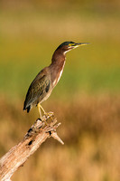 Green Heron - Green Cay Wetlands