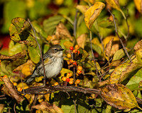 Fall Migration - Yellow-rumped (Myrtle) Warbler