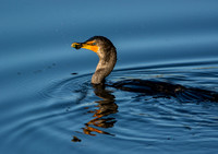 Afternoon Snack - Double-Crested Cormorant - Green Cay Wetlands