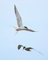 Two Terns - Common Tern