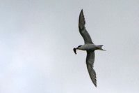 Escape - Forster's Tern