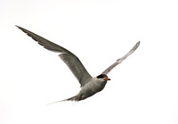 High Key - Forster's Tern