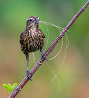 Nest Maker - Red-winged Blackbird (f) - Green Cay Wetlands