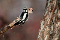 Hard at work - Downy Woodpecker (F)