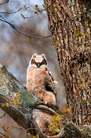 Branching - Great Horned Owlet