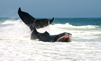 The Struggle - Humpback Whale, EH, NY