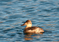 Ruddy Duck (F) - East Patchogue, NY