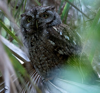 Lookout - Eastern Screech Owl - Green Cay Wetlands