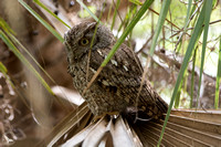 Watchful - Eastern Screech Owl - Green Cay Wetlands