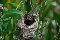 Red-winged Blackbird (f) - Nest - Green Cay