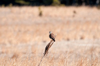 Watchful Eye - Female Kestrel