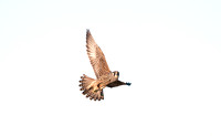 Juvenile Peregrine Falcon - Flight 2