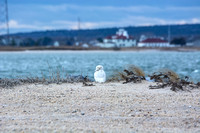 Guarding the Coast - Snowy Owl