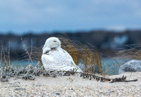 Late winter - Snowy Owl