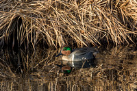 Green-winged Teal (M) - East Patchogue, NY
